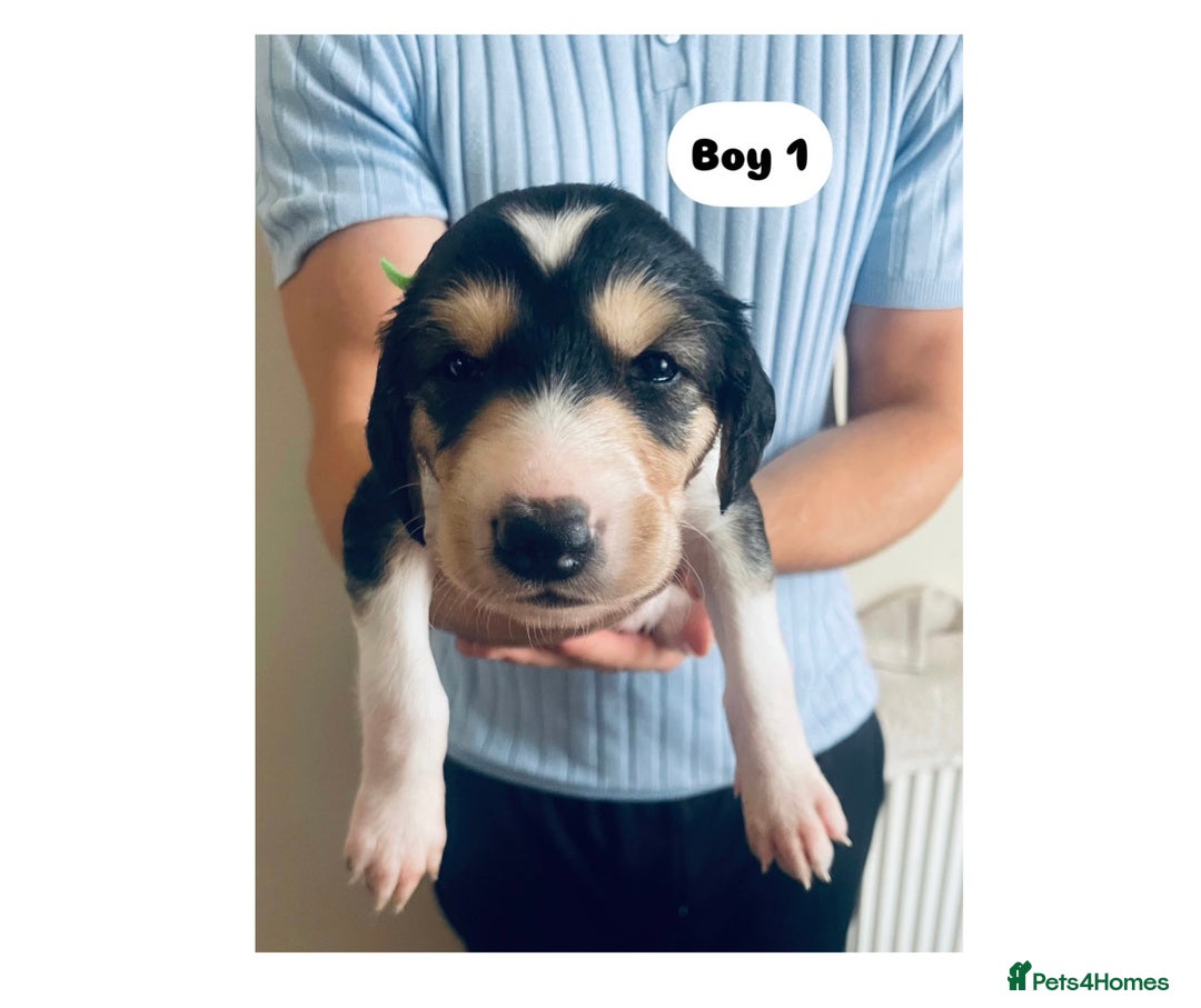 Saluki dogs for sale: KC registered Saluki puppies - Image 6
