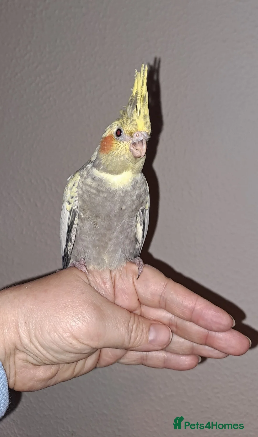 Cockatiels birds for sale: Baby DNA tested Cockatiels (3 girls, 1 boy)  - Advert 2