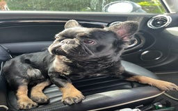 French Bulldog dogs for stud: Fluffy frenchie - Image 9