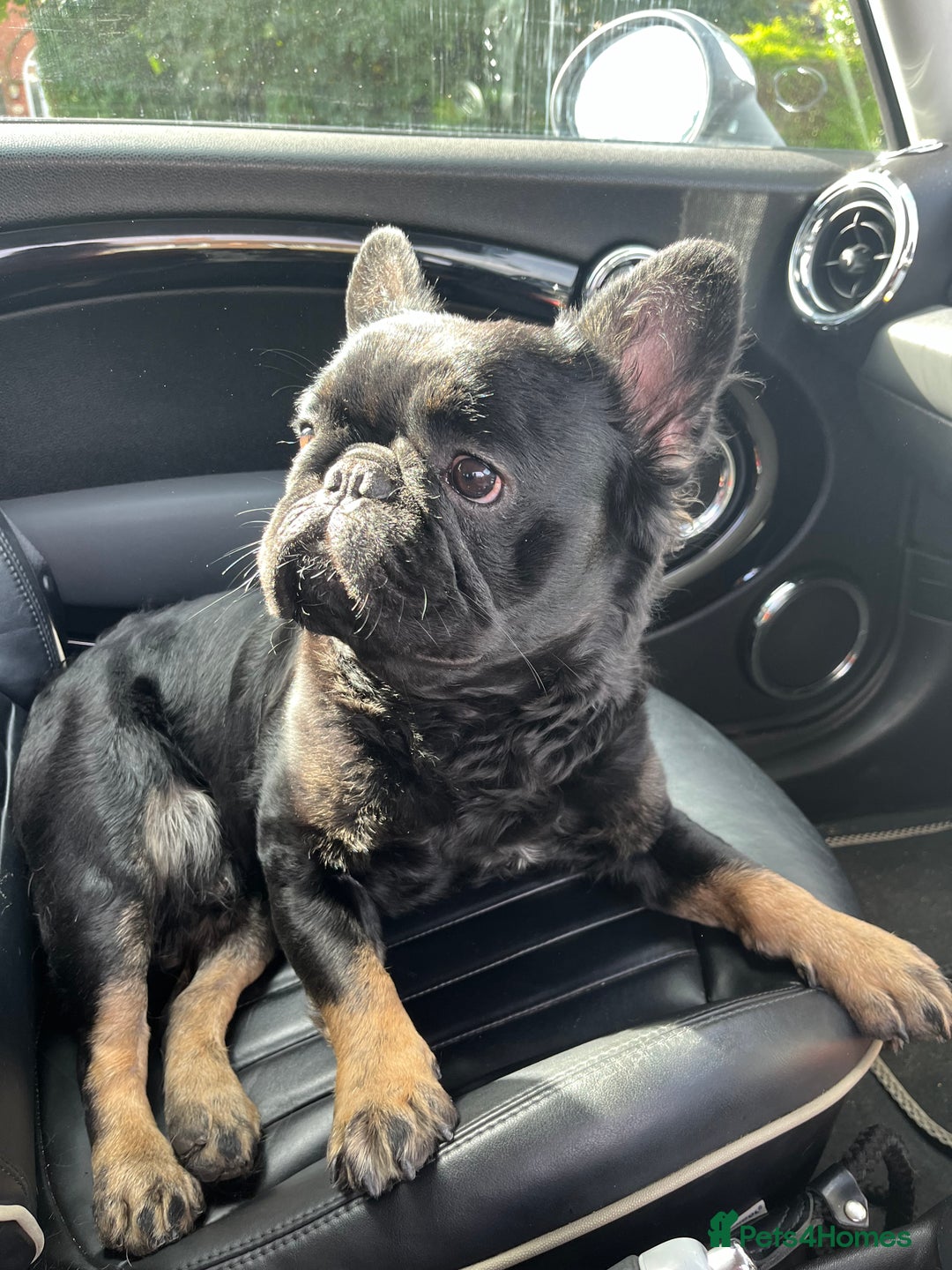 French Bulldog dogs for stud: Fluffy frenchie - Image 9