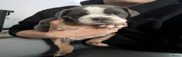 Olde English Bulldogge dogs for sale: Quality Chunky Olde English bulldogge puppies - Advert 18