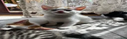Mixed Breed cats for sale: kitten for sale  in London - Advert 6