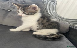 Mixed Breed cats for sale: Kittens for sale bradford  - Image 2