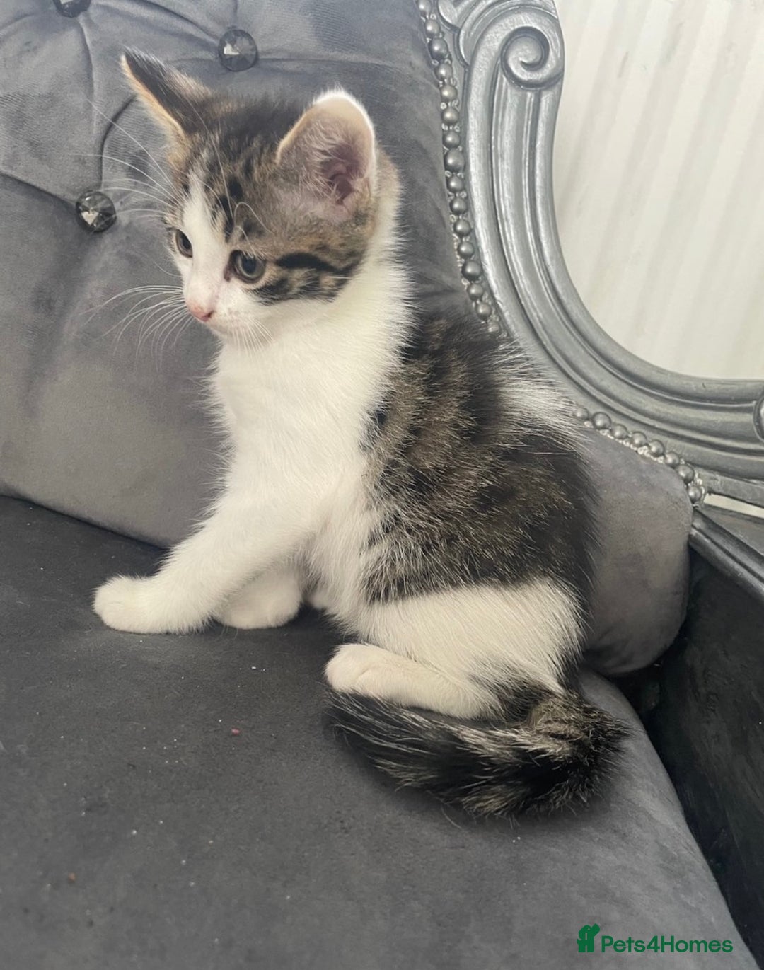 Mixed Breed cats for sale: Kittens for sale bradford  - Image 2
