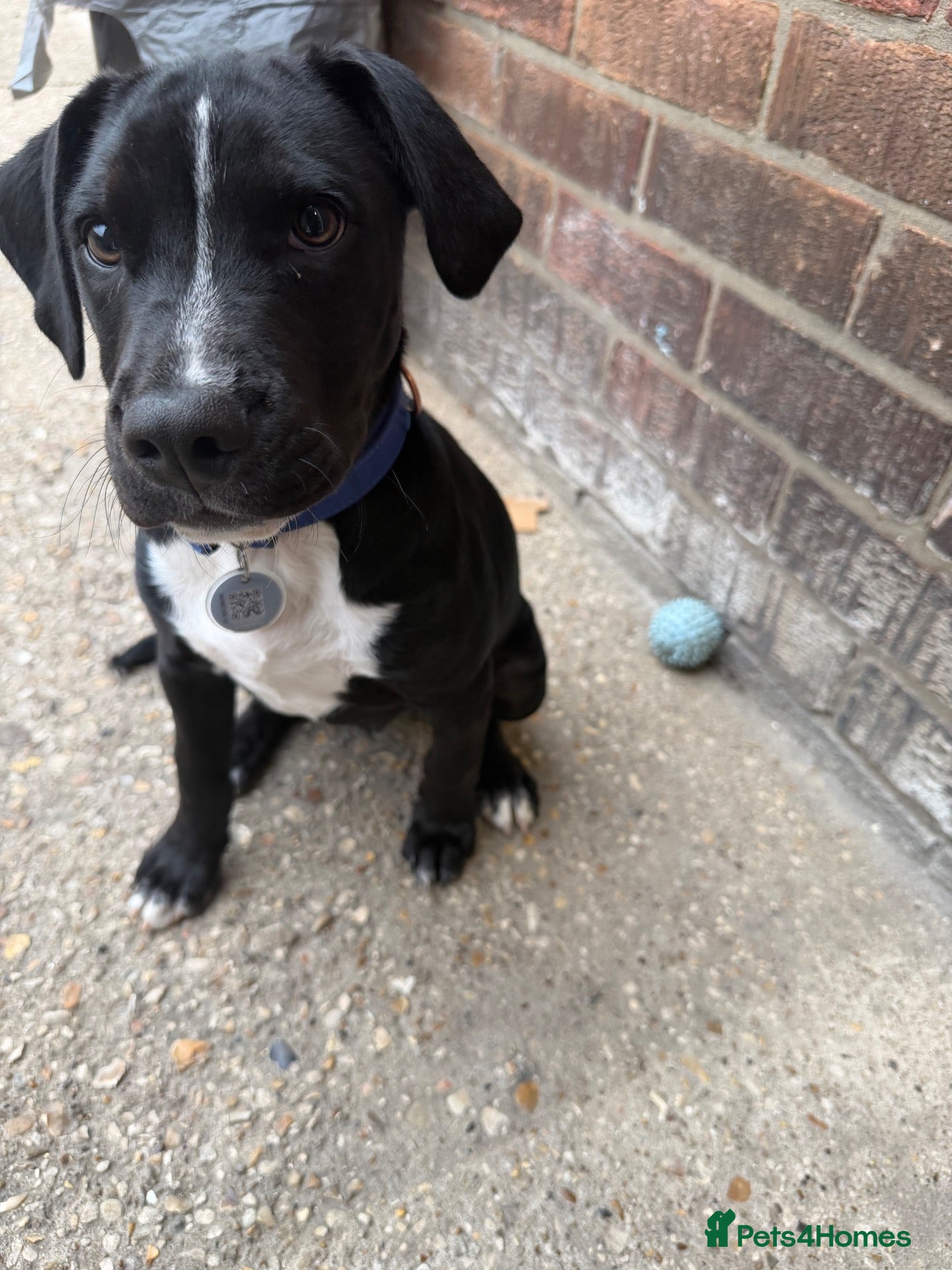 Mixed Breed dogs Male  - Advert 8