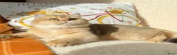 British Shorthair cats for sale: Stunning BSH Black Golden Shaded Kittens  - Advert 16