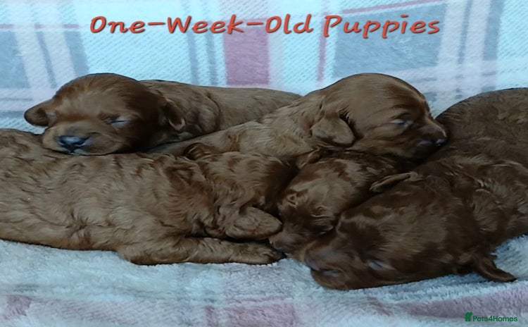Cavapoo dogs - Advert 4