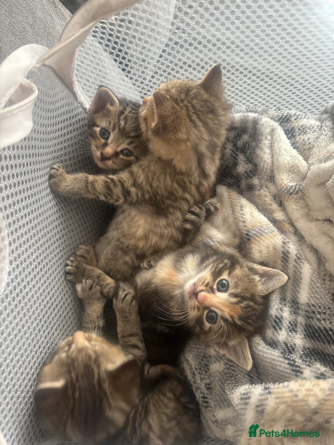Mixed Breed cats for sale: Kittens in Stevenage - Advert 4