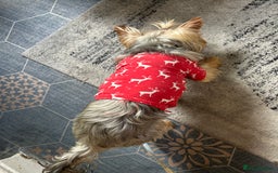 Yorkshire Terrier dogs for sale: Yorkshire mini boy - Image 2