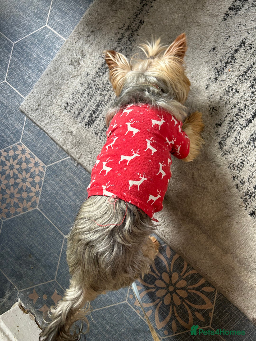 Yorkshire Terrier dogs for sale: Yorkshire mini boy - Image 2
