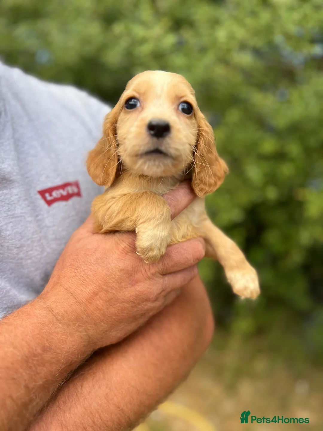 Cockapoo dogs for sale: Stunning ready now  - Advert 13