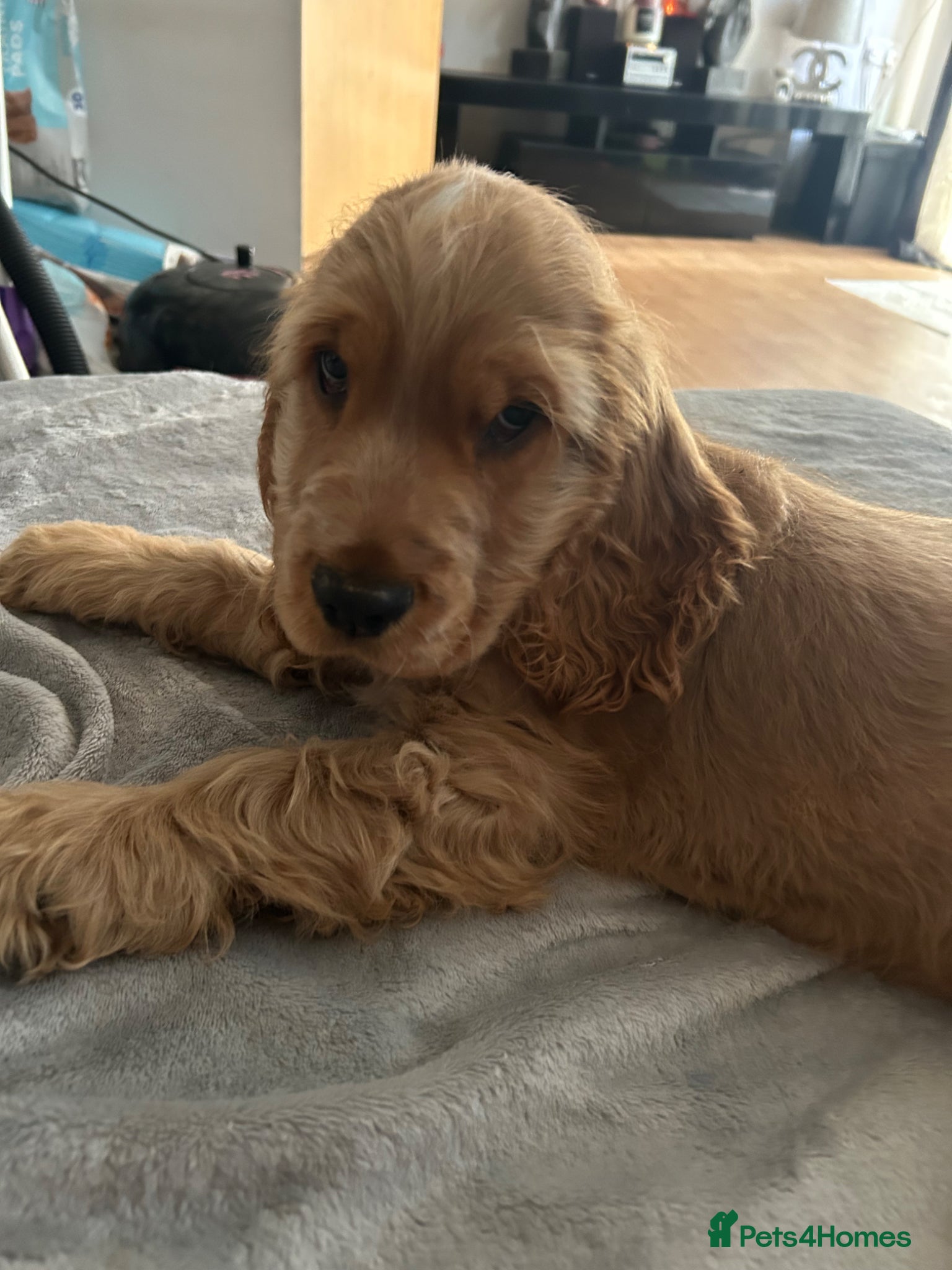 Cocker Spaniel dogs 1 SHOW stunning true to the type show cocker 🐶  - Advert 15