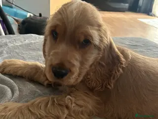 Cocker Spaniel dogs 1 SHOW stunning true to the type show cocker 🐶 - Advert 7
