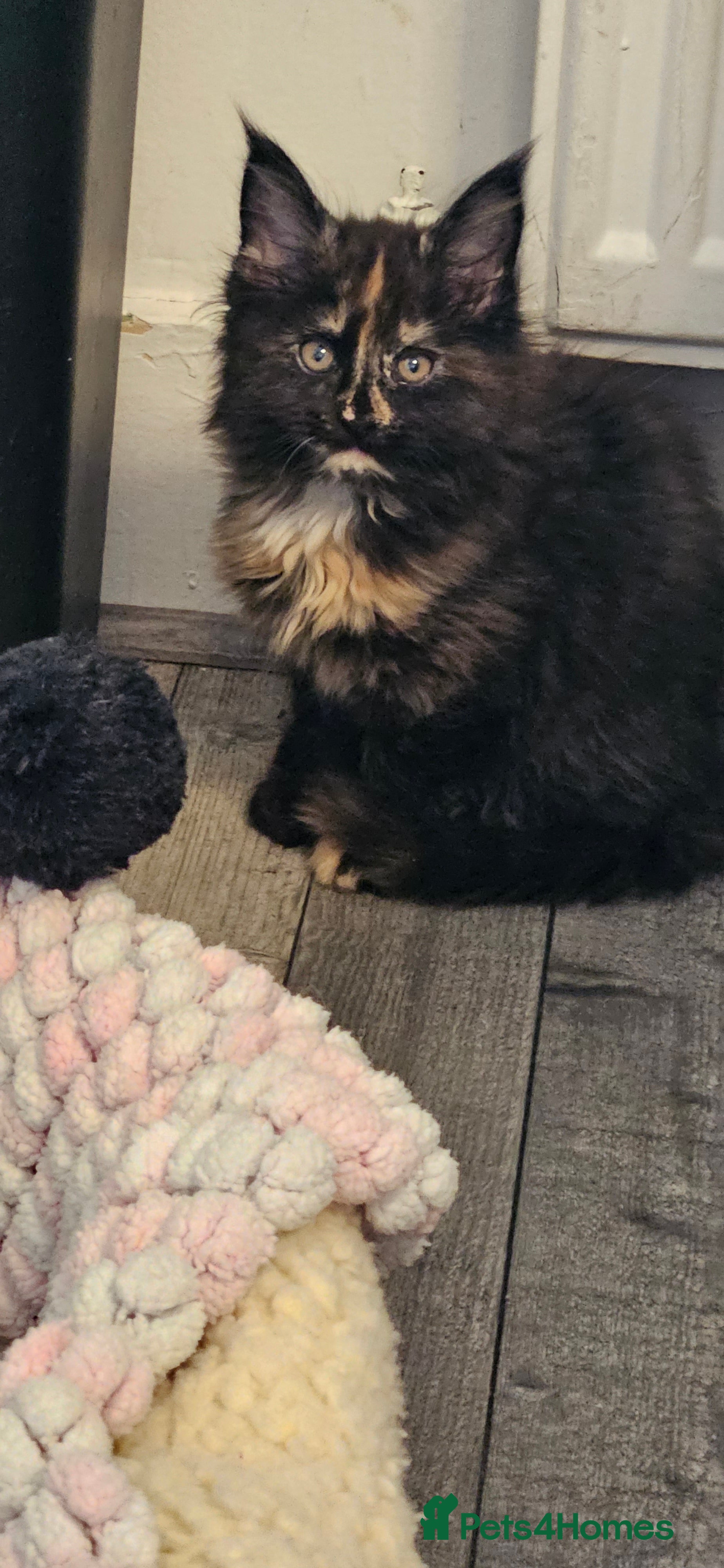 Maine Coon cats Beautiful outstanding tica registered maine coons  - Advert 12