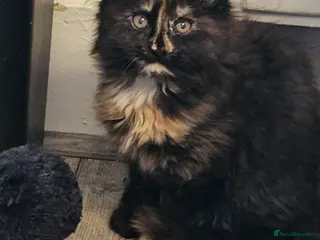 Maine Coon cats Beautiful outstanding tica registered maine coons - Advert 12