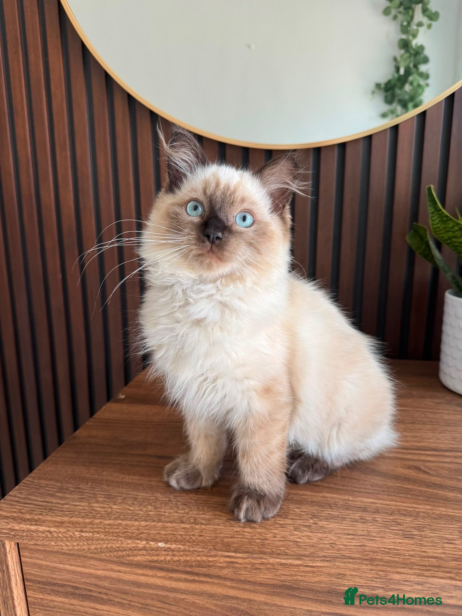Ragdoll cats Ragdoll Liliac  - Advert 1