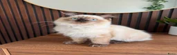Ragdoll cats for sale: Ragdoll Liliac  - Advert 1