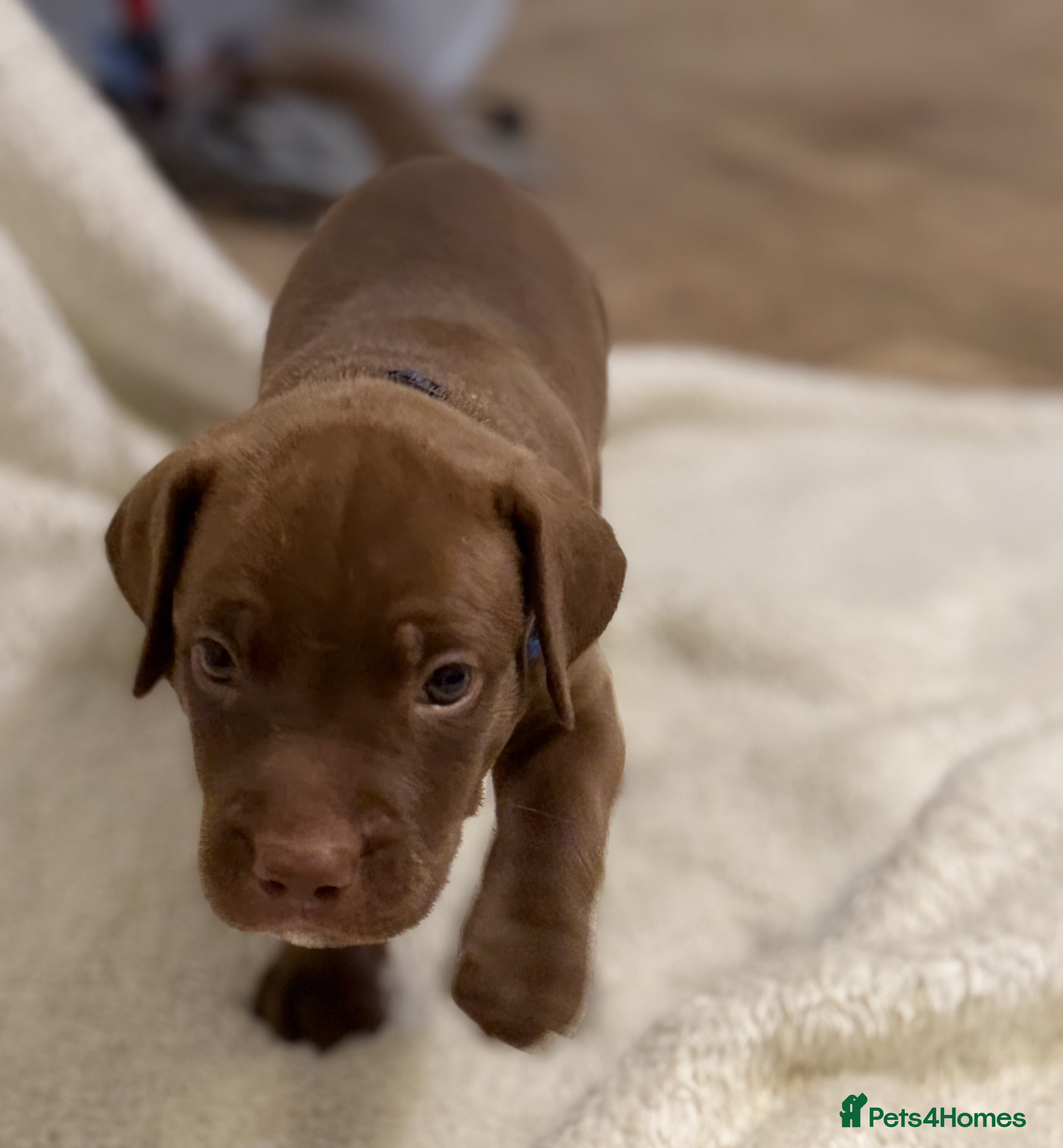 Mixed Breed dogs Beautiful Staffy/Viszla Puppies for Loving Homes - Advert 2