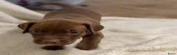 Mixed Breed dogs for sale: Beautiful Staffy/Viszla Puppies for Loving Homes - Advert 22