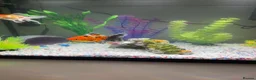 Fancy Goldfish fish for sale: 3 goldfish and tank in Felixstowe - Advert 6