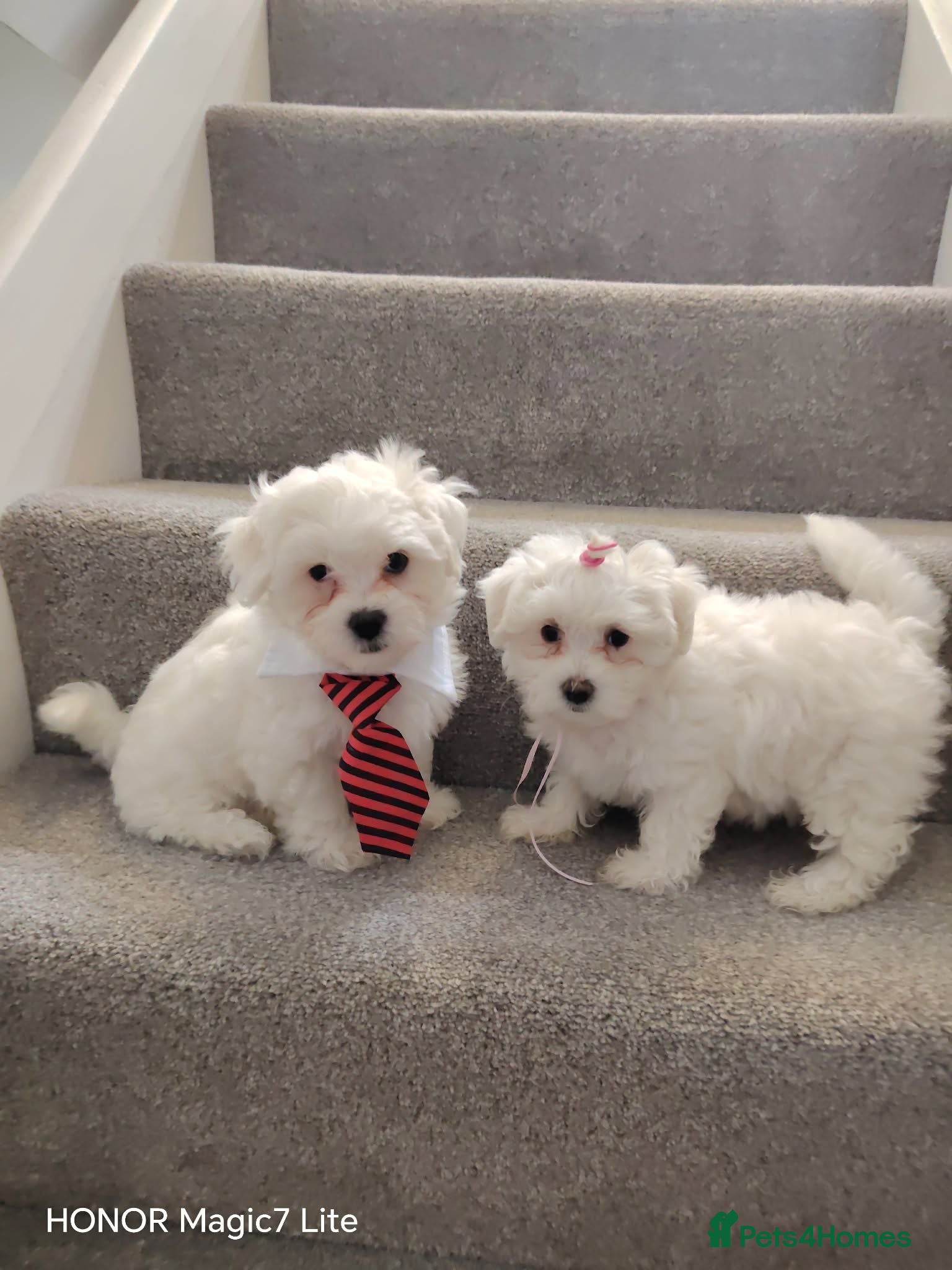 Maltese dogs Pure❤️ Maltese❤️puppies❤️  - Advert 1
