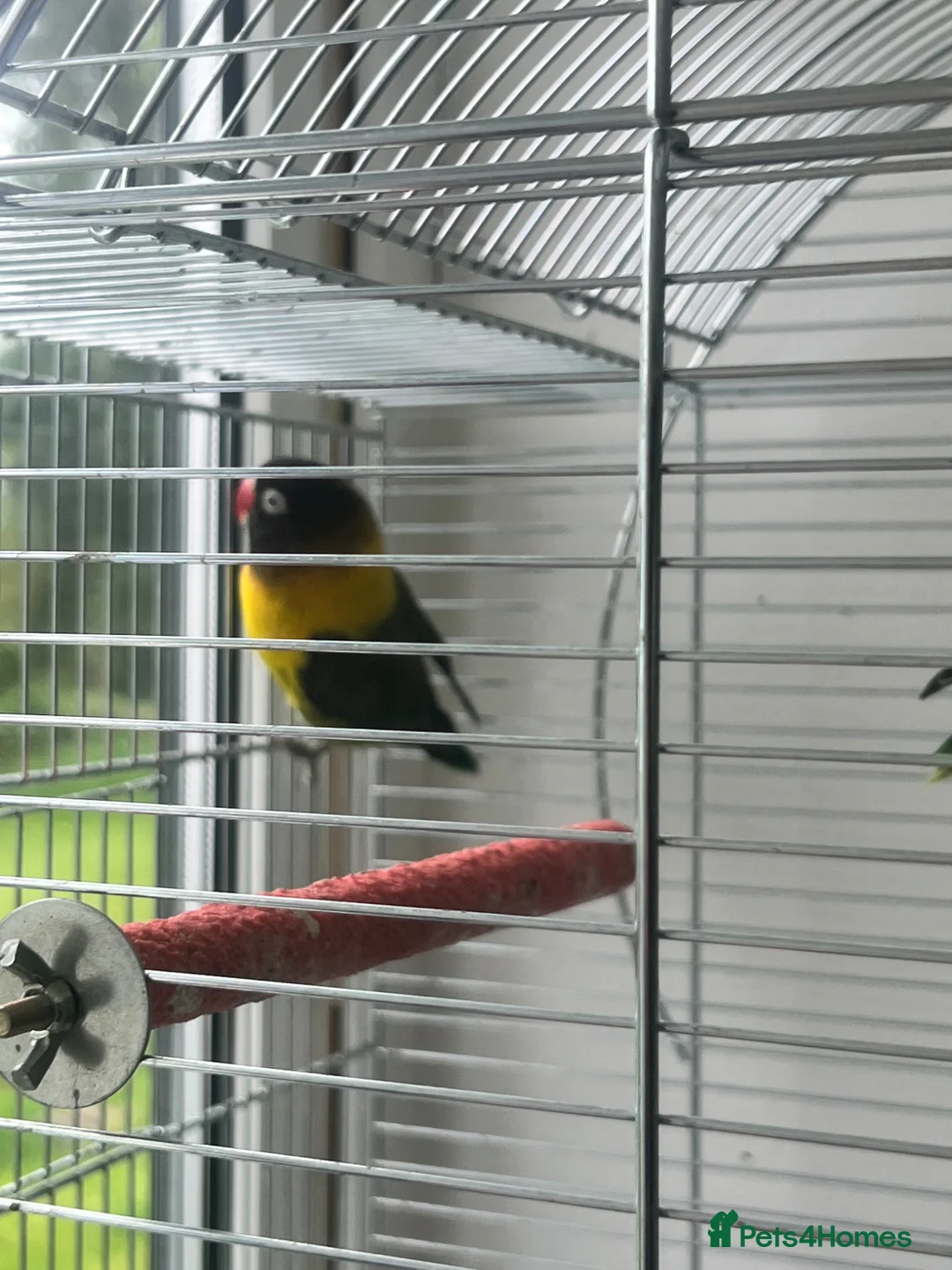 Lovebirds birds for sale: Pair of love birds  - Advert 2
