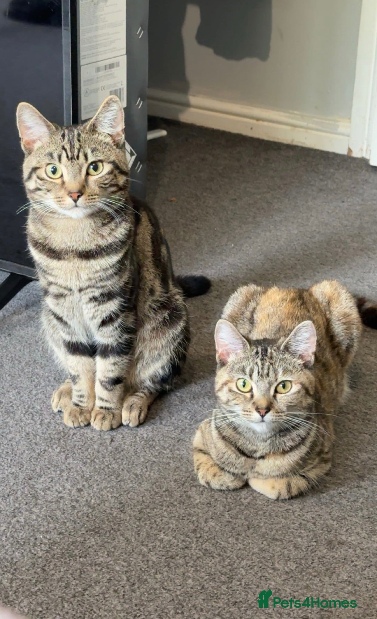 Domestic Shorthair cats 2 kitten - Advert 8