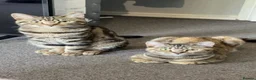 Domestic Shorthair cats for sale: 2 kitten - Advert 1