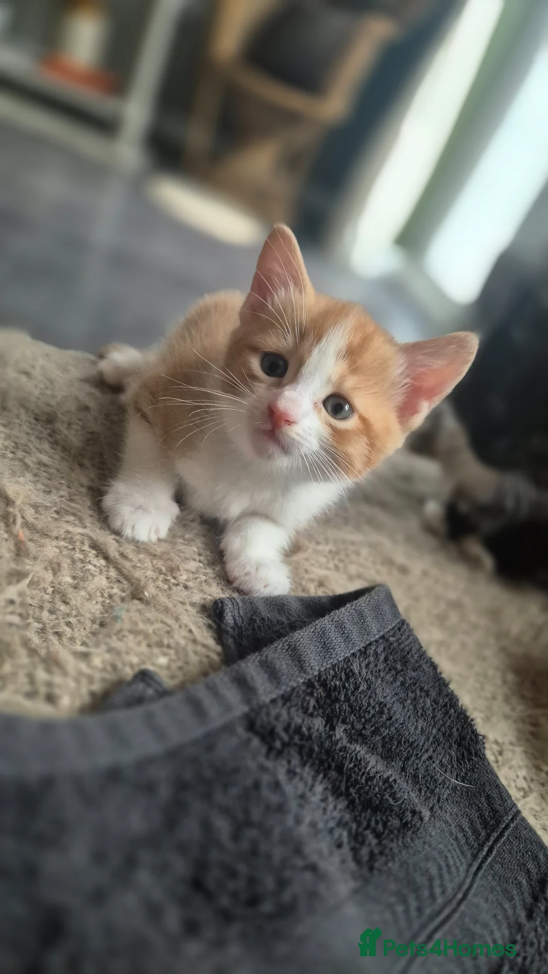 Mixed Breed cats for sale: Two ginger and white kittens  in Horsham - Advert 8