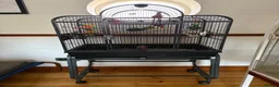 Conures birds for sale: Pair of conures looking for a new home in Bideford - Advert 7