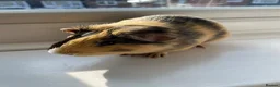 Guinea Pig rodents for sale: Two boy bonded Guinea Pigs wrong date born in 2025 - Advert 3