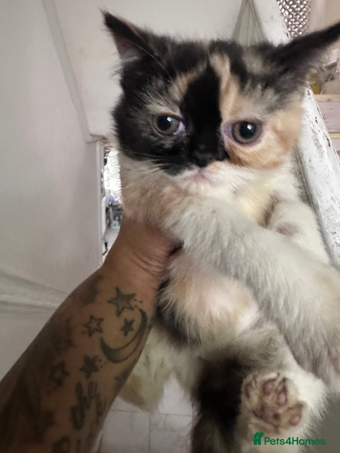 Persian cats for sale: Persian Kittens for Sale - Advert 2