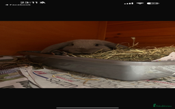 English Lop rabbits for sale: 2 female Beautiful rabbits for sale mini lops - Image 4