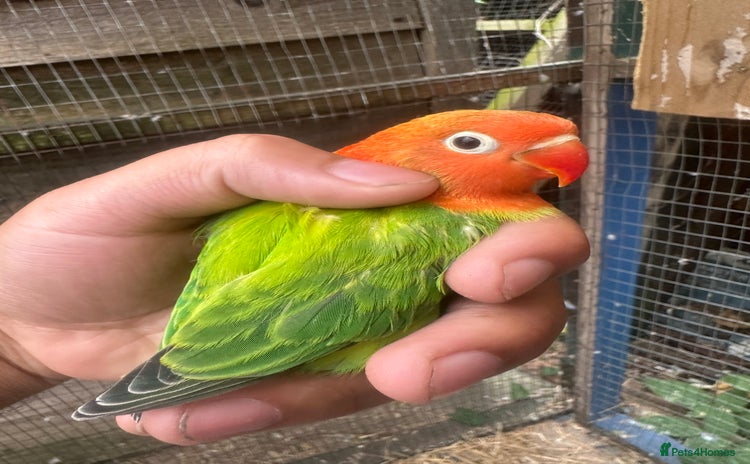 Lovebirds birds - Advert 1