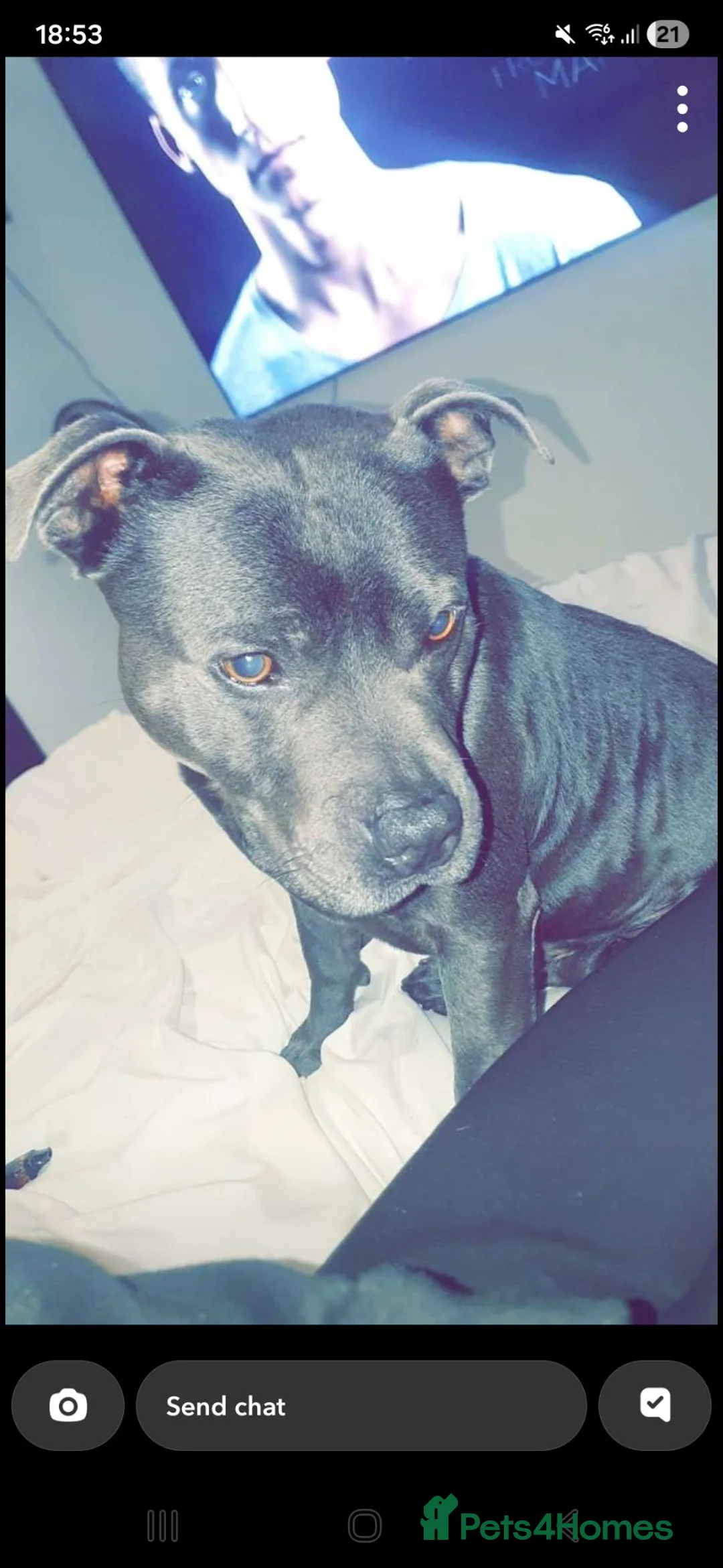 Staffordshire Bull Terrier dogs for stud: Pure blue Staffordshire territory for STUD - Advert 5