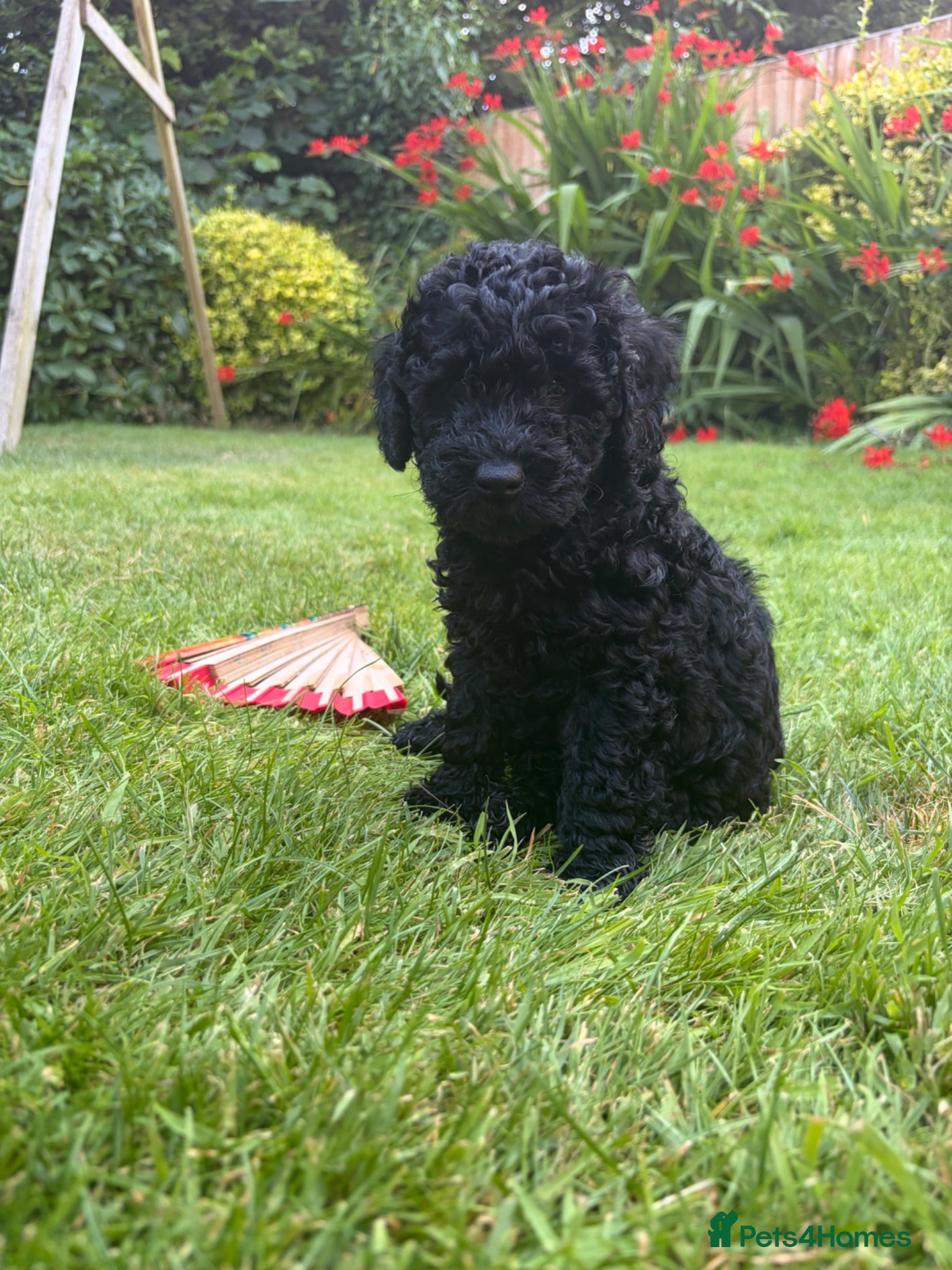 Cockapoo dogs Beautiful F2B miniature Cockapoos - Black - Advert 8