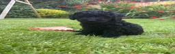Cockapoo dogs for sale: Beautiful F2B miniature Cockapoos - Black - Advert 1