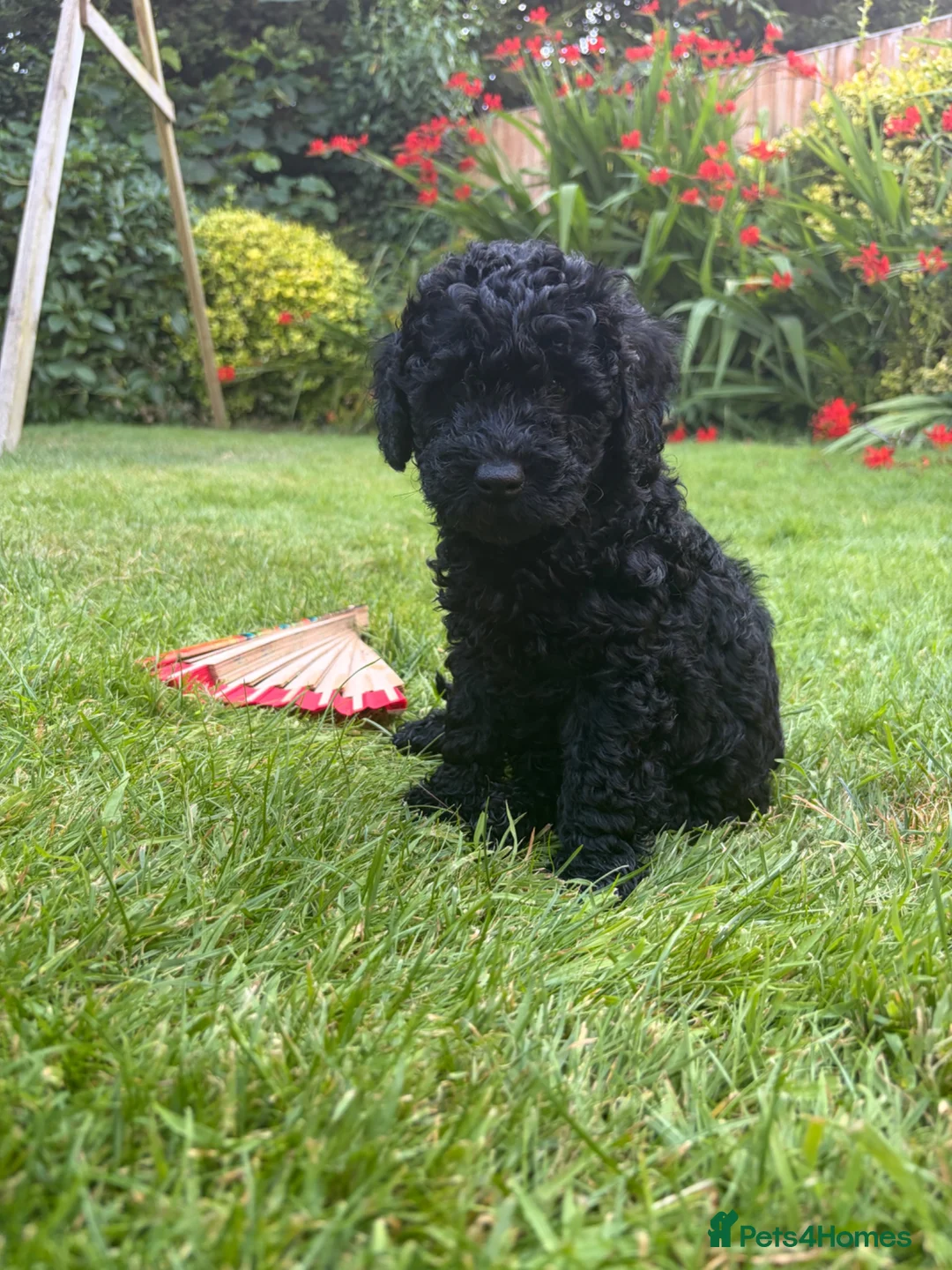 Cockapoo dogs for sale: Beautiful F2B miniature Cockapoos - Black - Advert 1