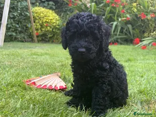 Cockapoo dogs Beautiful F2B miniature Cockapoos - Black - Advert 1