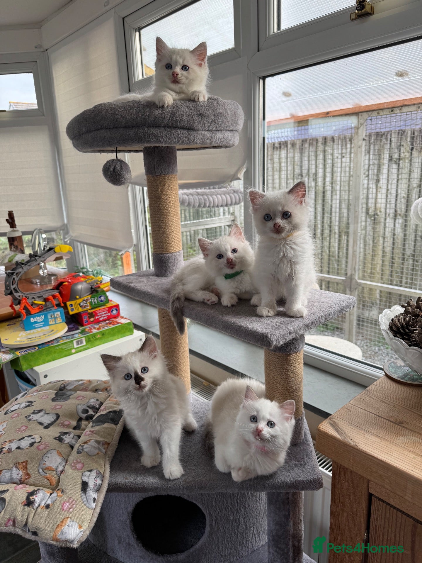 Ragdoll cats GCCF Registered Ragdoll Kittens - Advert 6
