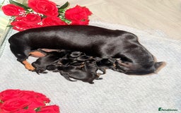 Miniature Dachshund dogs for sale: Beautiful tiny miniature dachshunds  - Image 5