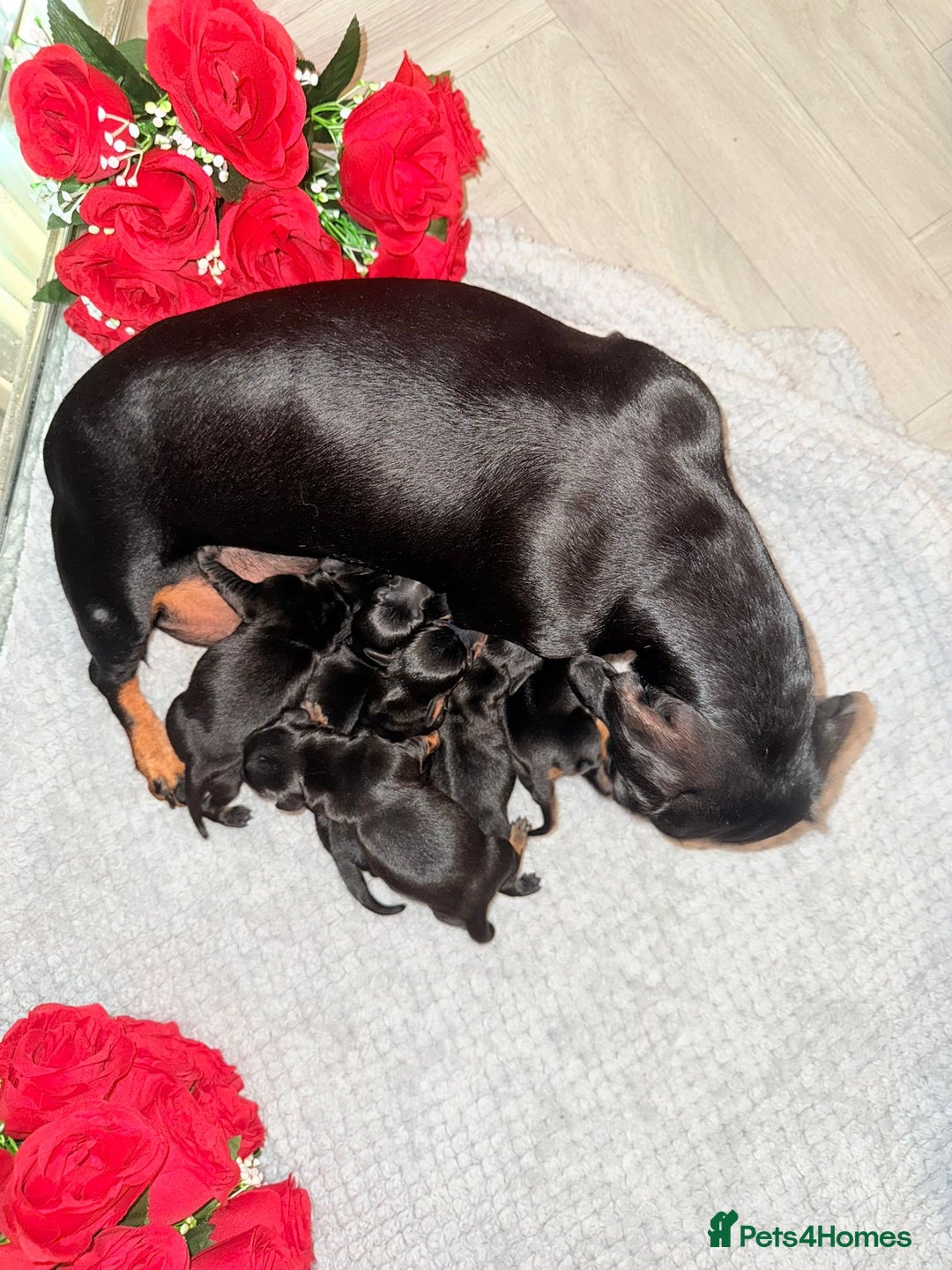 Miniature Dachshund dogs for sale: Beautiful tiny miniature dachshunds  - Image 5