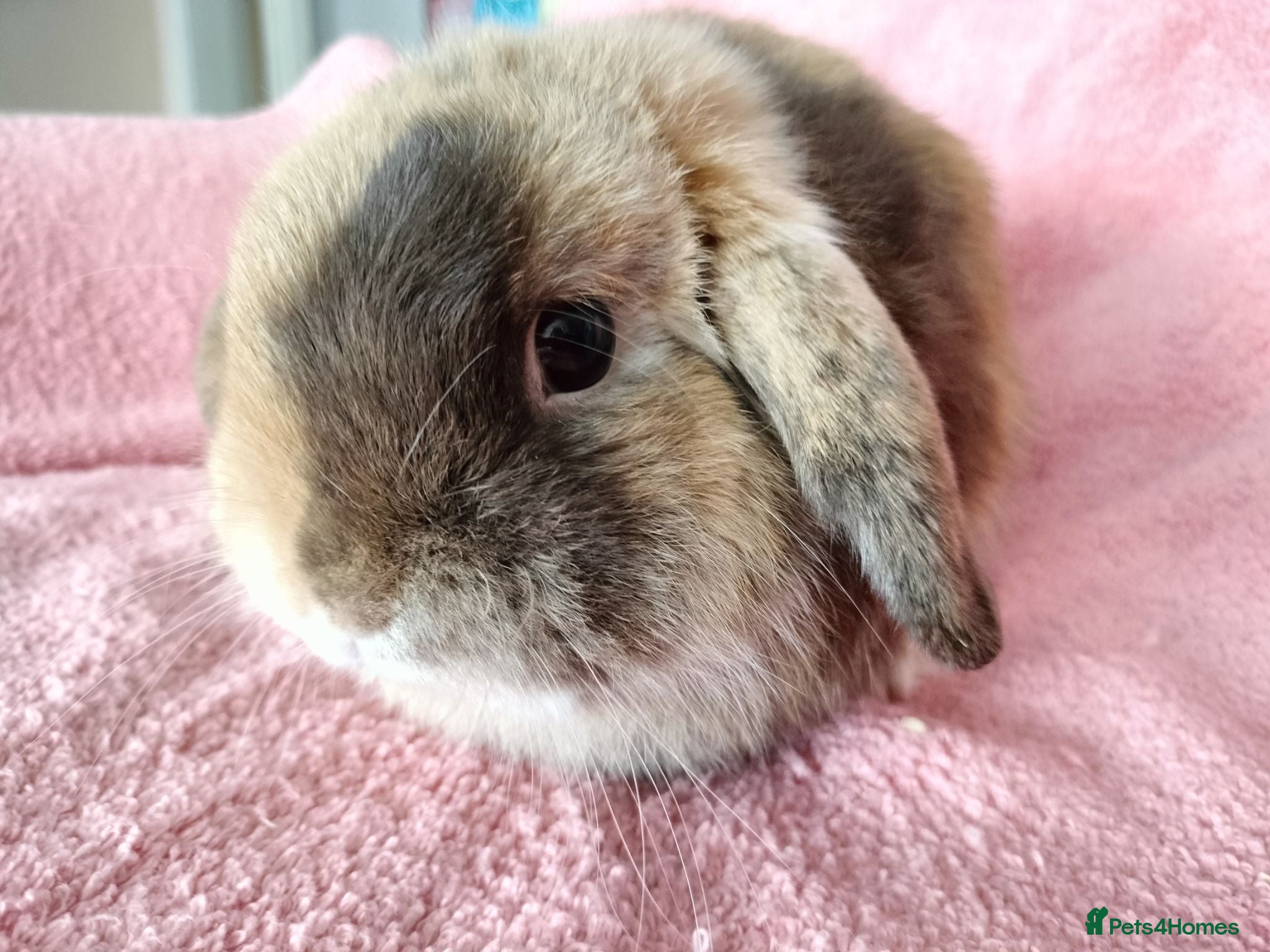 Mini Lop rabbits Adult mini lop for sale  - Advert 16