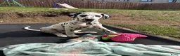 Dalmatian dogs for sale:  KC REGISTERED DALMATIAN PUPS  - Advert 6