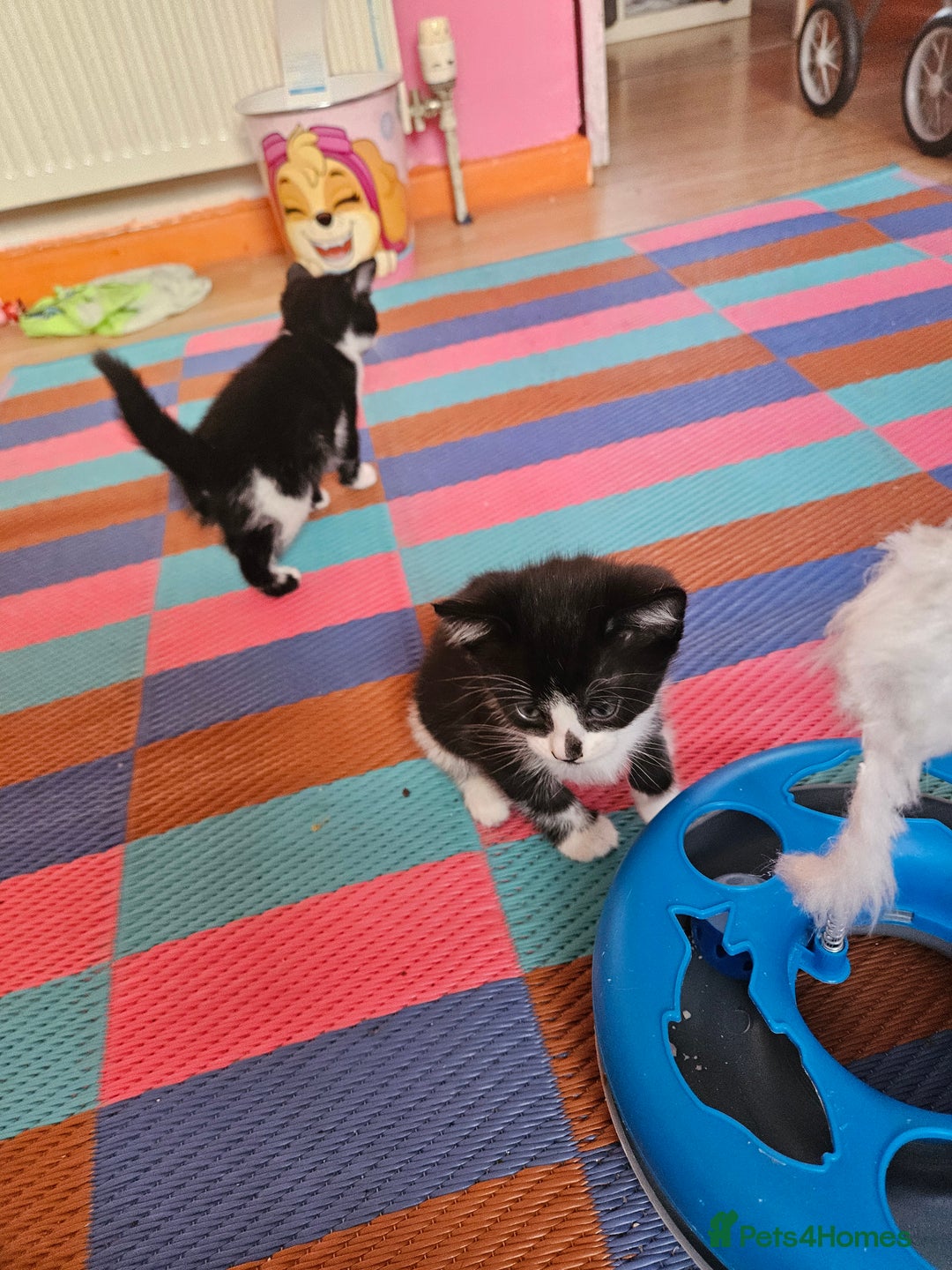 British Shorthair cats for sale: Cat  🤩 - Image 5