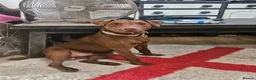 Patterdale Terrier dogs for stud: Chocolate patterdale for stud - Advert 4