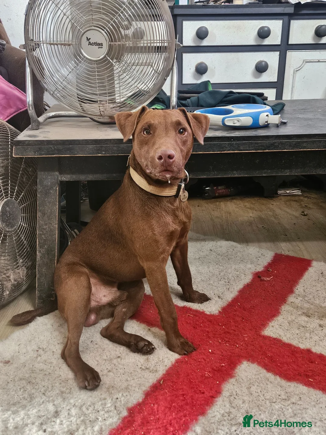 Patterdale Terrier dogs for stud: Chocolate patterdale for stud - Advert 4