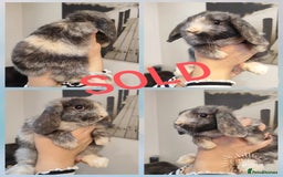 Mini Lop rabbits for sale: Mini lop and mini lop lion head  - Advert 12