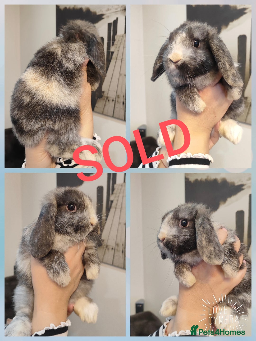 Mini Lop rabbits for sale: Mini lop and mini lop lion head  - Advert 12