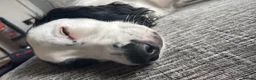 Cocker Spaniel dogs for sale: Gorgeous Working Cocker Spaniel Male for Sale  in Manchester - Advert 2